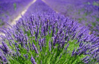 Ontdek de magie van horomia wasparfum voor een frisse en langdurige geur